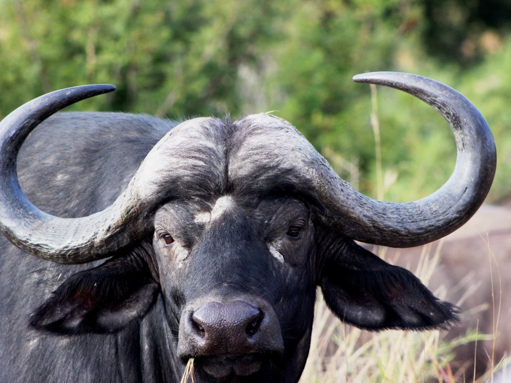 Buffalo found in Kruger National Park