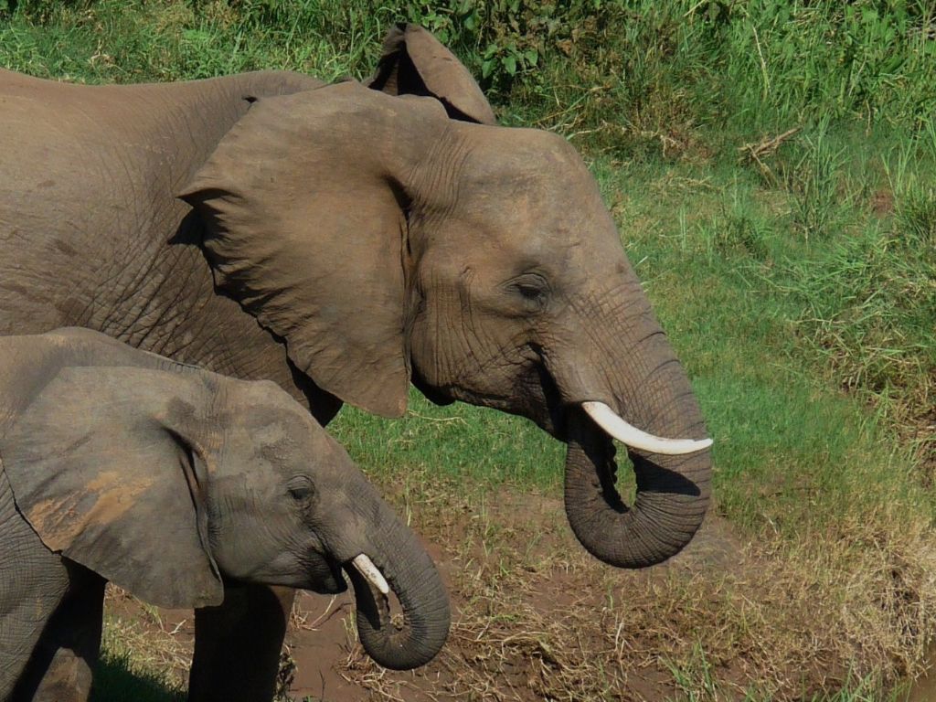 Elephants in Kruger National Park