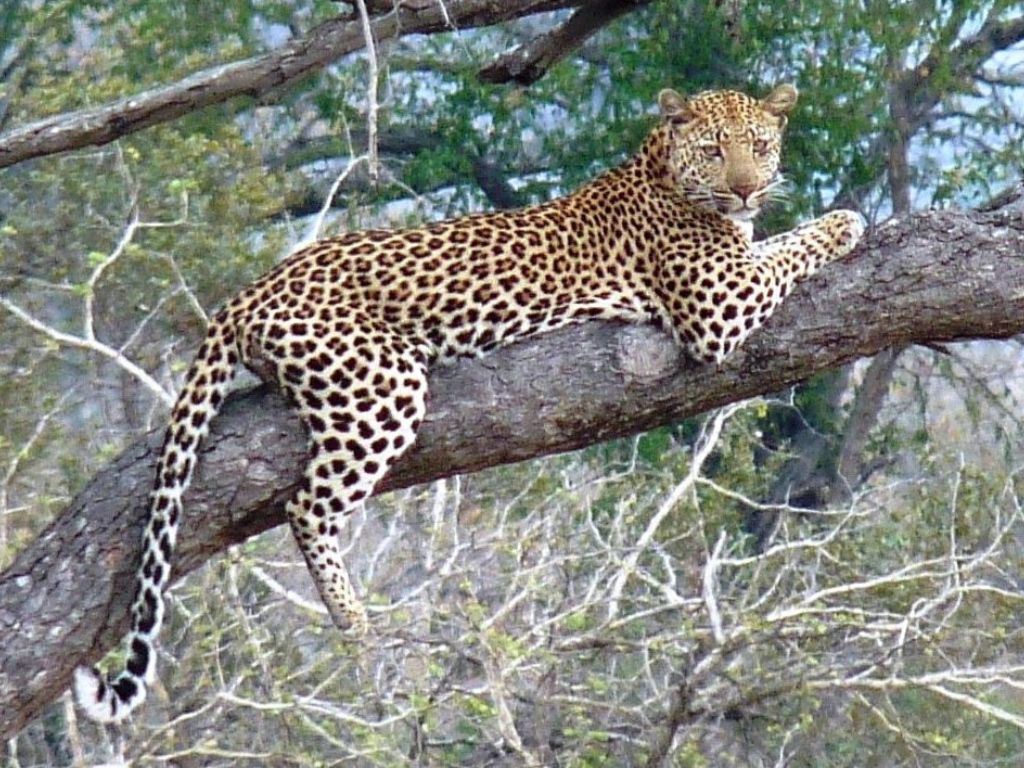 Leopard lying in a tree at the Kruger National Park