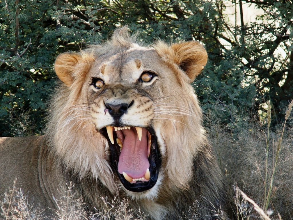 Lion seen at the Kruger National Park