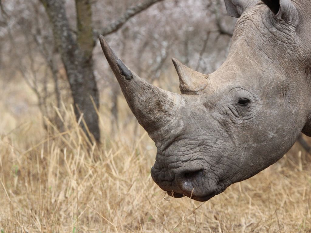 Kruger National Park Rhino