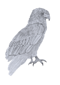 Bateleur No Background 2