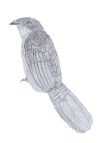 Loerie No Background (1) Loerie No Background (1)